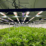 LED greenhouse lights