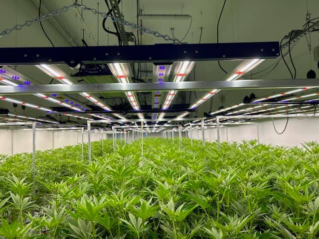 LED greenhouse lights