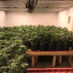 LED greenhouse lights