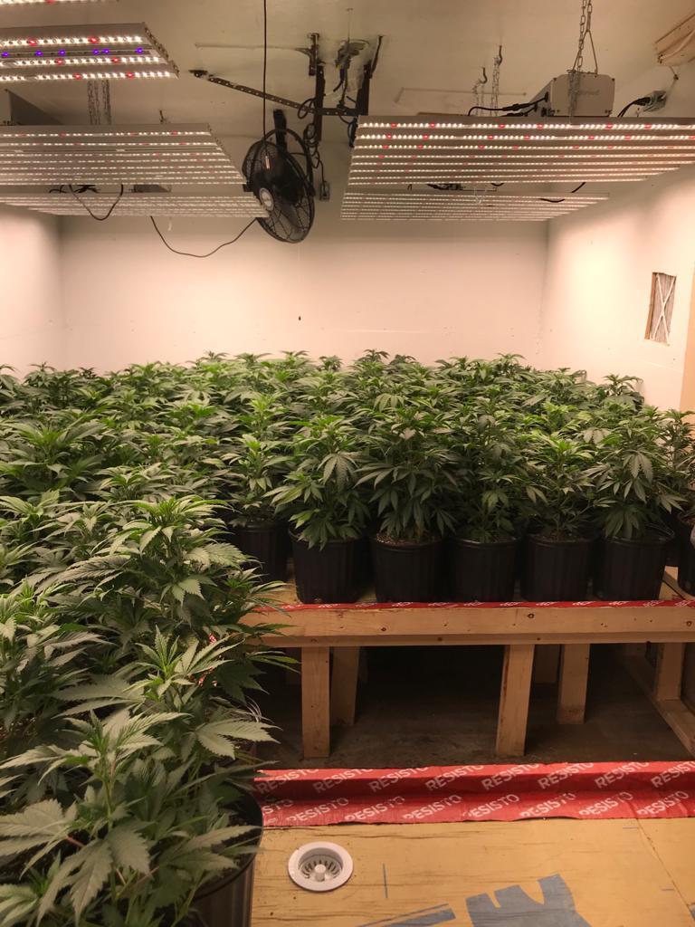 LED greenhouse lights