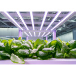 lumières LED agricole