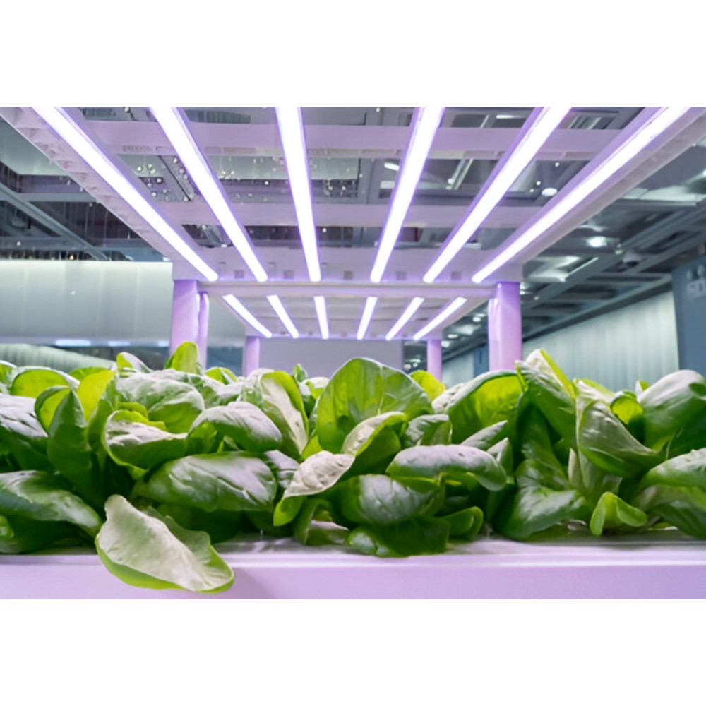 lumières LED agricole