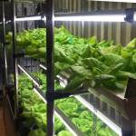 LED greenhouse lights