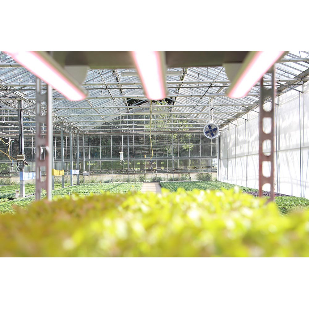 LED greenhouse lights