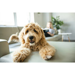 360 DEGREE DIRECTIONAL CAMERA